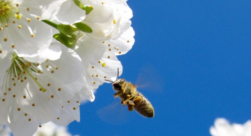 The Pollinators gaan de biodiversiteit in ons land verbeteren