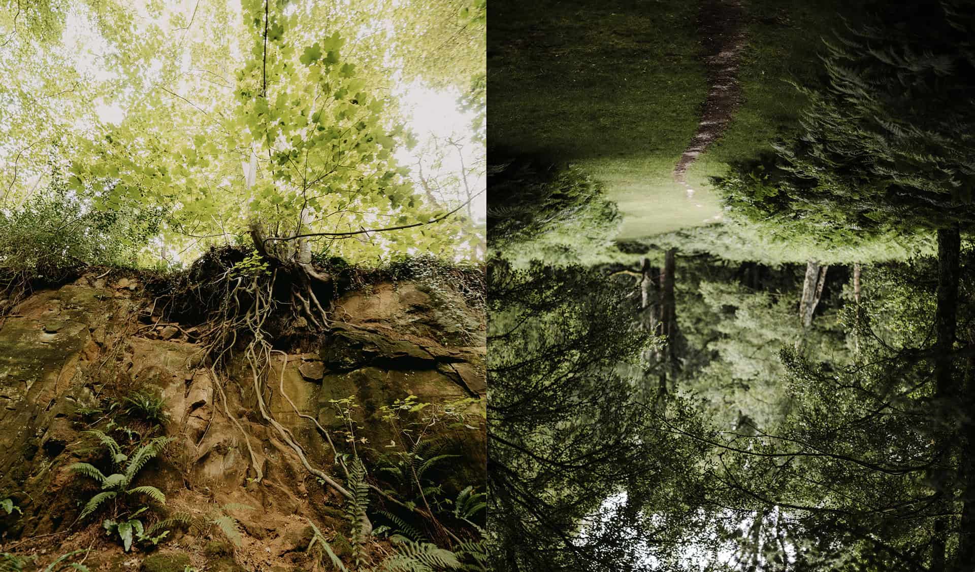 Ten aphorisms on Transforming Forests