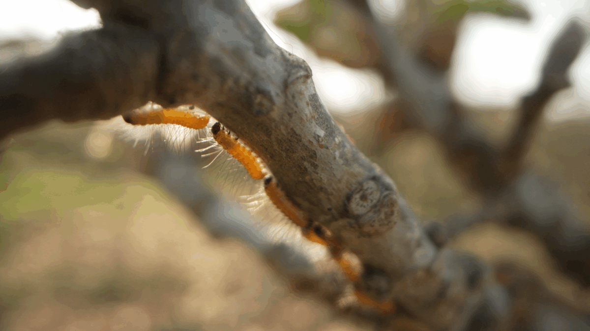 Hoe een rups een brug bleek